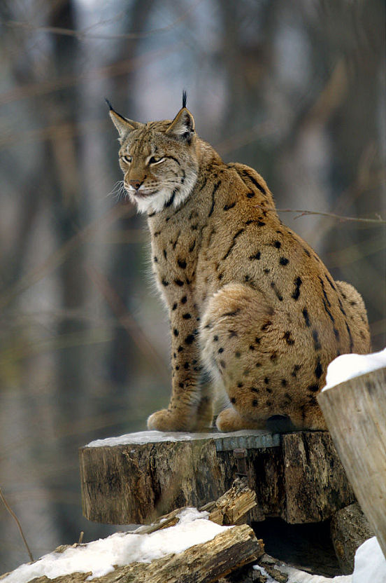 lynx_lynx2