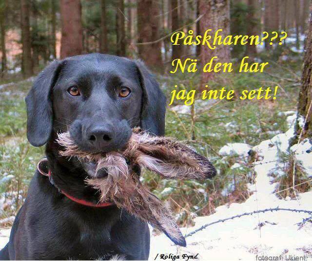 Påskhund